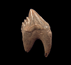 Aurora Squalodon tooth | Buried Treasure Fossils