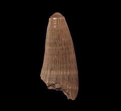 Crocodile Tooth - Lee Creek