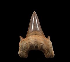 Extra large Otodus tooth for sale | Buried Treasure Fossils