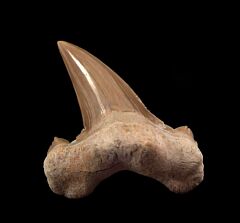Otodus tooth | Buried Treasure Fossils