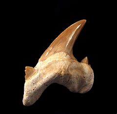 Quality large Otodus shark tooth for sale | Buried Treasure Fossils