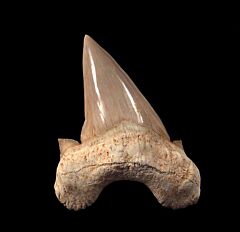 Cheap Otodus tooth for sale | Buried Treasure Fossils
