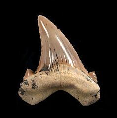 Carcharocles  sokolovi