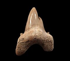 Pathologic Otodus tooth | Buried Treasure Fossils