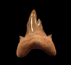 Pathologic Otodus tooth | Buried Treasure Fossils