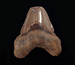 Carcharocles auriculatus