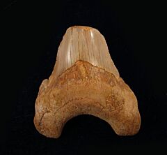 Carcharocles auriculatus                                            