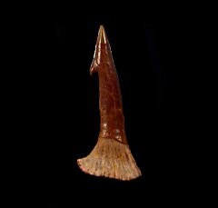Onchopristis numidus tooth for from Morocco | Buried Treasure Fossils