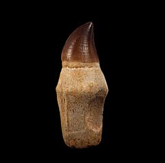 Complete Mosasaur tooth for sale | Buried Treasure Fossils