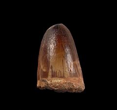 Big Prognathodon anceps tooth for sale | Buried Treasure Fossils