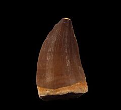 Perfect Prognathodon tooth for sale | Buried Treasure Fossils