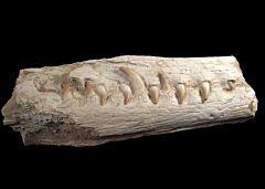 Platecarpus ptychodon                             