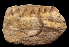 Prognathodon anceps jaw section for sale | Buried Treasure Fossils
