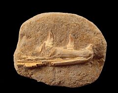 Eremiasaurus heterodontontus jaw section for sale | Buried Treasure Fossils