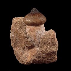 Rooted Globidens tooth for sale | Buried Treasure Fossils