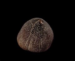 Perfect  Igdamanosaurus tooth for sale | Buried Treasure Fossils