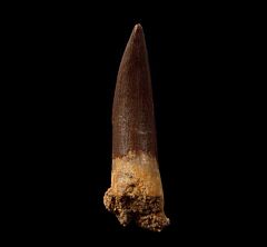 Plesiosaur  (Zarafasaura oceanis)               