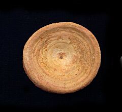 Shark Vertebrae                                    