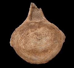 Moroccan Mosasaur vertebra | Buried Treasure Fossils