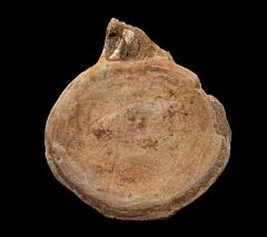 Complete Mosasaur tooth for sale | Buried Treasure Fossils