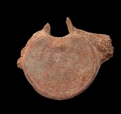 Top quality Mosasaur vertebra | Buried Treasure Fossils
