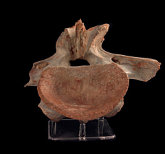 Big Spinosaurus tooth for sale | Buried Treasure Fossils