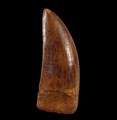 Carcharodontosaurus tooth for sale | Buried Treasure Fossils