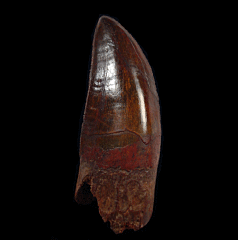 Extra Large Carcharodontosaurus tooth for sale | Buried Treasure Fossil