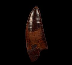 Carch dinosaur  tooth for sale | Buried Treasure Fossils