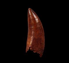 GEM Carcharodontosaurus tooth for sale | Buried Treasure Fossils
