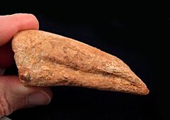 Rare Carcharodontosaurus pes claw for sale | Buried Treasure Fossils