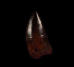 Moroccan Carcharodontosaurus tooth for sale | Buried Treasure Fossils