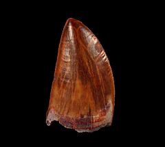 Cretaceous theropod dinosaur tooth for sale | Buried Treasure Fossil