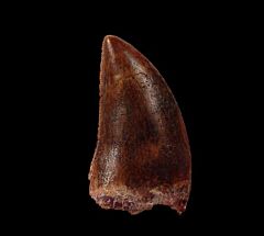 Cretaceous theropod dinosaur tooth for sale | Buried Treasure Fossil