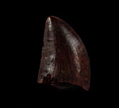 Cretaceous theropod dinosaur tooth for sale | Buried Treasure Fossil
