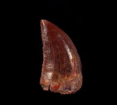 Real Carch dinosaur tooth for sale | Buried Treasure Fossils