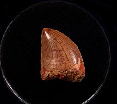 Real Carch dinosaur tooth for sale | Buried Treasure Fossils