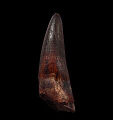 Huge Spinosaurus aegyptiacus tooth for sale | Buried Treasure Fossils