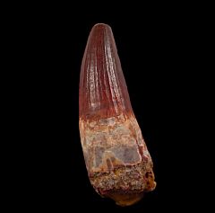 EXTRA LARGE Spinosaurus tooth for sale | Buried Treasure Fossils