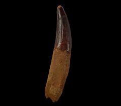 Big Spinosaurus tooth for sale | Buried Treasure Fossils