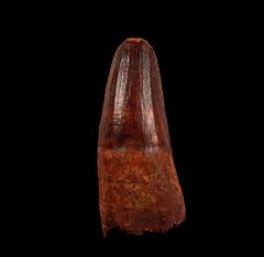 Spinosaurus tooth for sale from Morocco | Buried Treasure Fossils