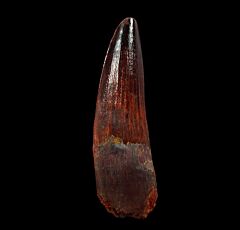 Thick Spinosaurus tooth for sale | Buried Treasure Fossils