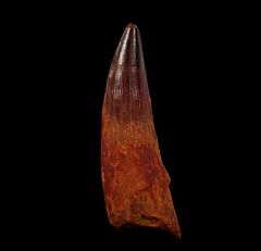 Spinosaurus tooth for sale from Morocco | Buried Treasure Fossils