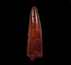Huge Moroccan Spinosaurus tooth for sale | Buried Treasure Fossils