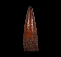 Spinosaurus tooth for sale from Morocco | Buried Treasure Fossils