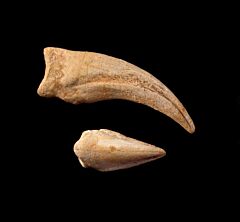 Rare Kem-Kem Spinosaurus hand claw for sale | Buried Treasure Fossils