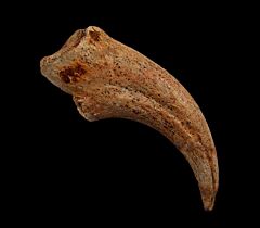 Rare Moroccan Spinosaurus hand claw for sale | Buried Treasure Fossils
