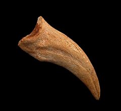 Rare Moroccan Spinosaurus hand claw for sale  | Buried Treasure Fossils