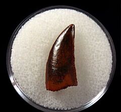 Moroccan Abelisauridae tooth for sale | Buried Treasure Fossils