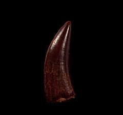 Deltadromeus dinosaur tooth for sale | Buried Treasure Fossils